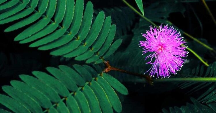 Mimosa Pudica sēklas palīdz izvadīt no ķermeņa parazītus
