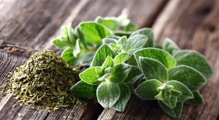 oregano piemīt pretparazītu aktivitāte