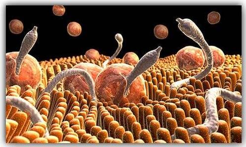 parazīti ķermeņa iekšienē